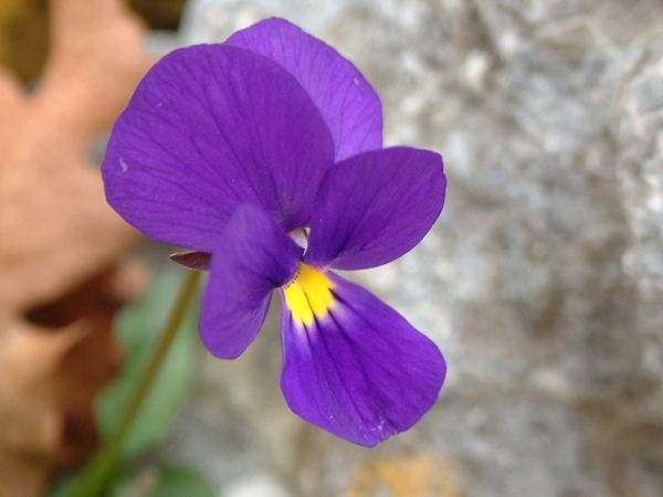 Viola ... la primavera  davvero arrivata.